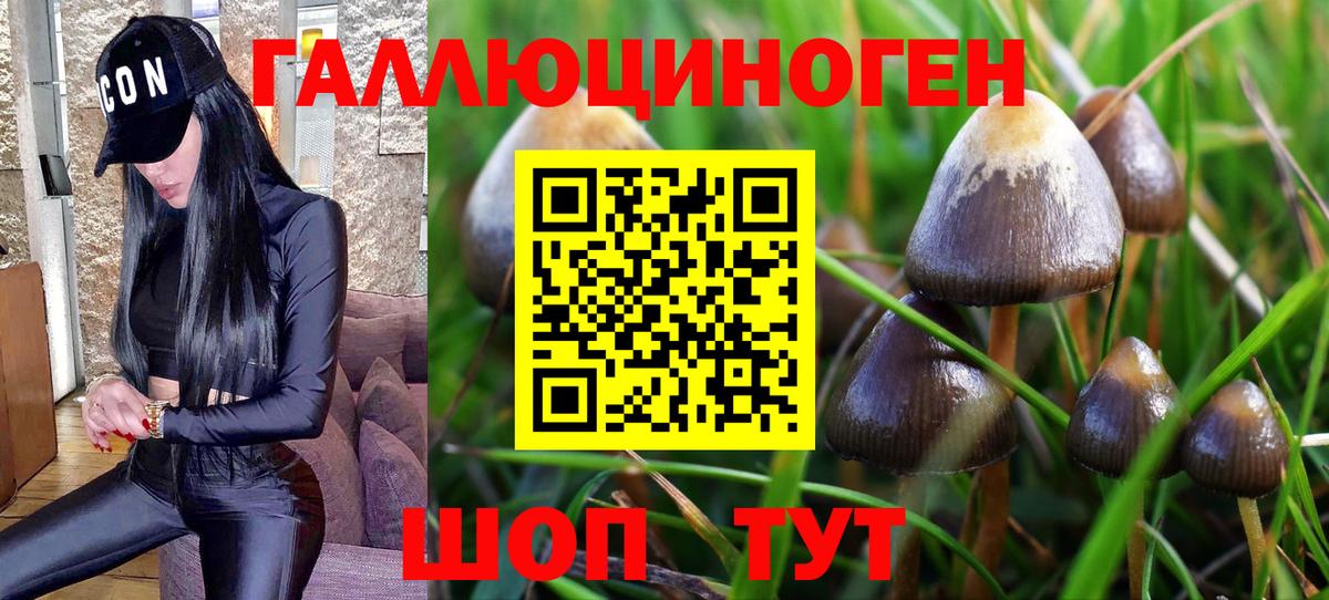 Псилоцибиновые грибы GOLDEN TEACHER  Вход с VPN  Нарткала 